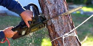 Best Palm Tree Trimming  in Runge, TX