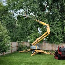 Best Tree Cabling and Bracing  in Runge, TX