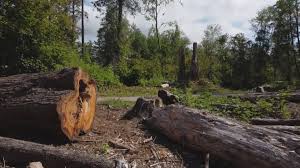 Best Hazardous Tree Removal  in Runge, TX