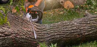 Best Firewood Processing and Delivery  in Runge, TX