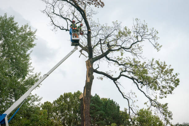 Best Tree Removal  in Runge, TX