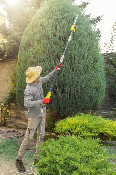 Best Tree Disease Treatment  in Runge, TX