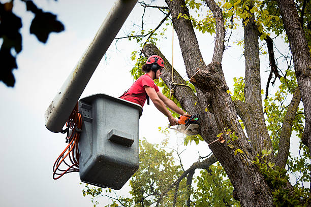 Best Tree Preservation Services  in Runge, TX