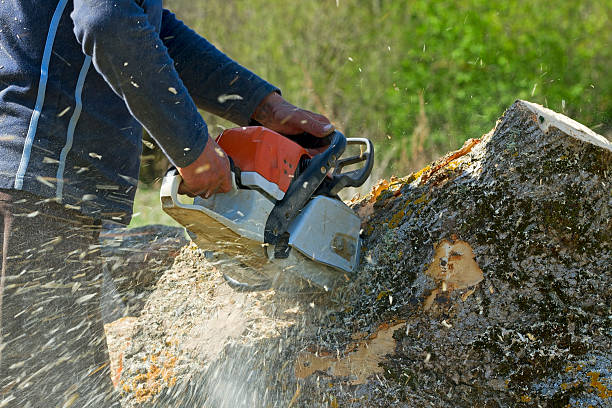 How Our Tree Care Process Works  in  Runge, TX
