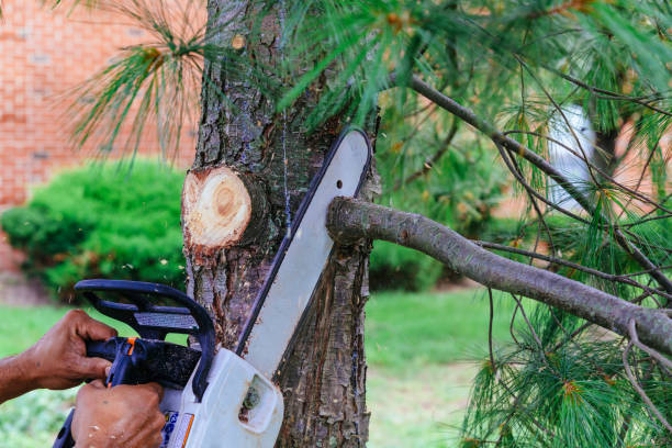 How Our Tree Care Process Works  in  Runge, TX
